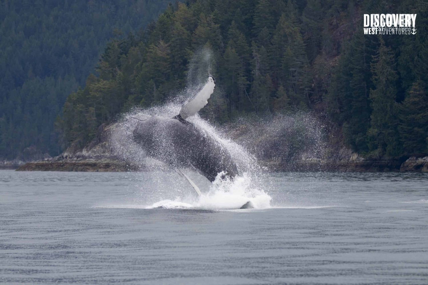 Whale Watching And Wildlife Tours 2 Humpback Breaching On A Whale Watching Tour Campbell River