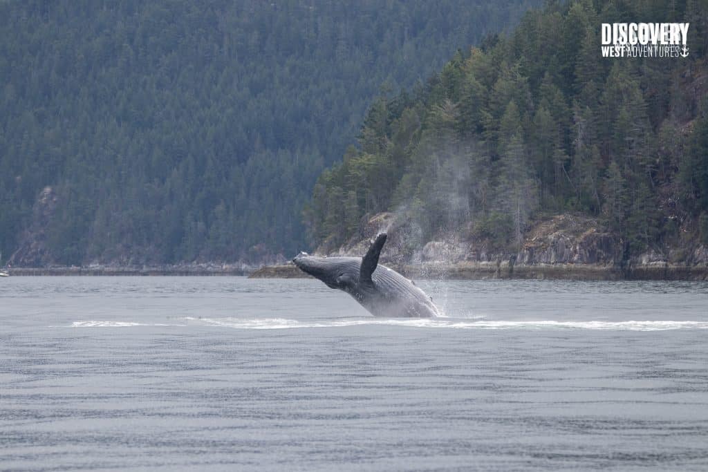 Humpback Whales 1 Humpback Breaching. Humpback Whales Are Often Seen On Our Campbell River Whale Watching Tours