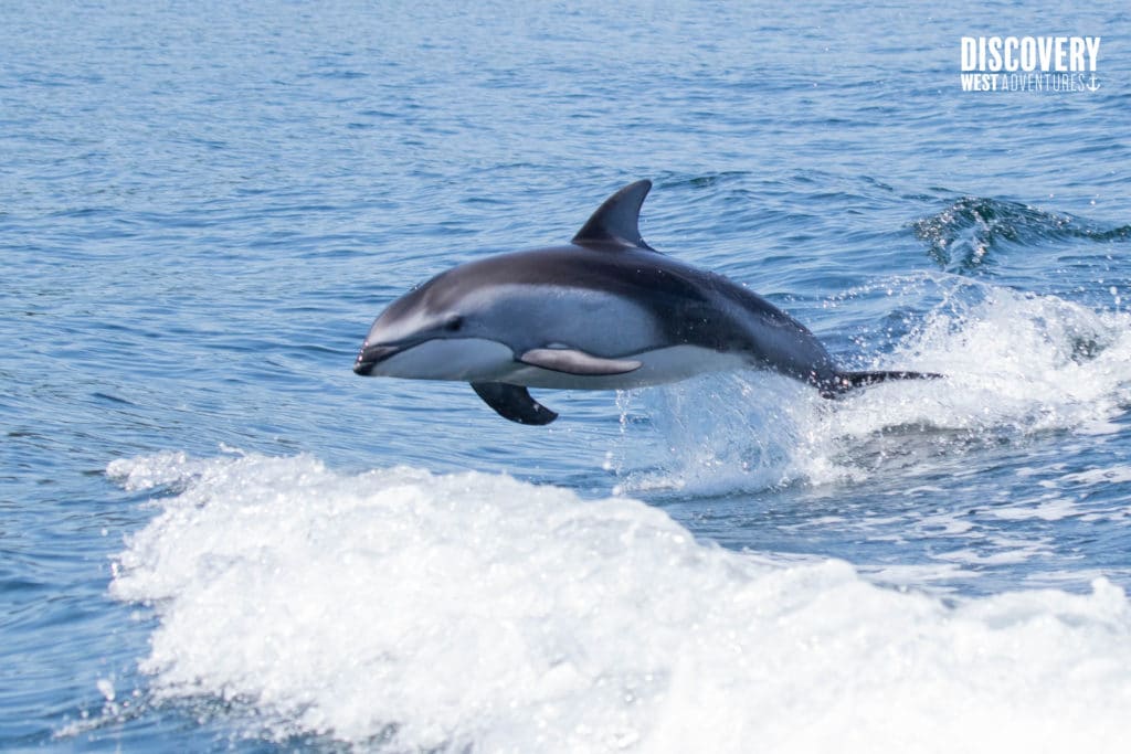 Freediving Retreat 7 Pacific White Sided Dolphins During A Whale Watching Tour In Campbell River, Bc