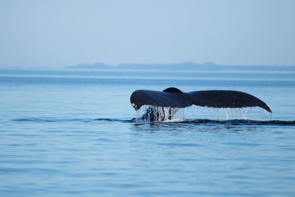 Whale Watching Tours in Campbell River