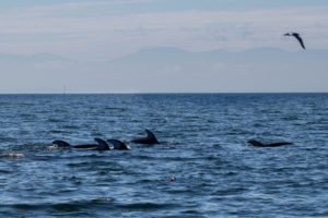 Pacific White Sided Dolphins, Campbell River Whale Watching
