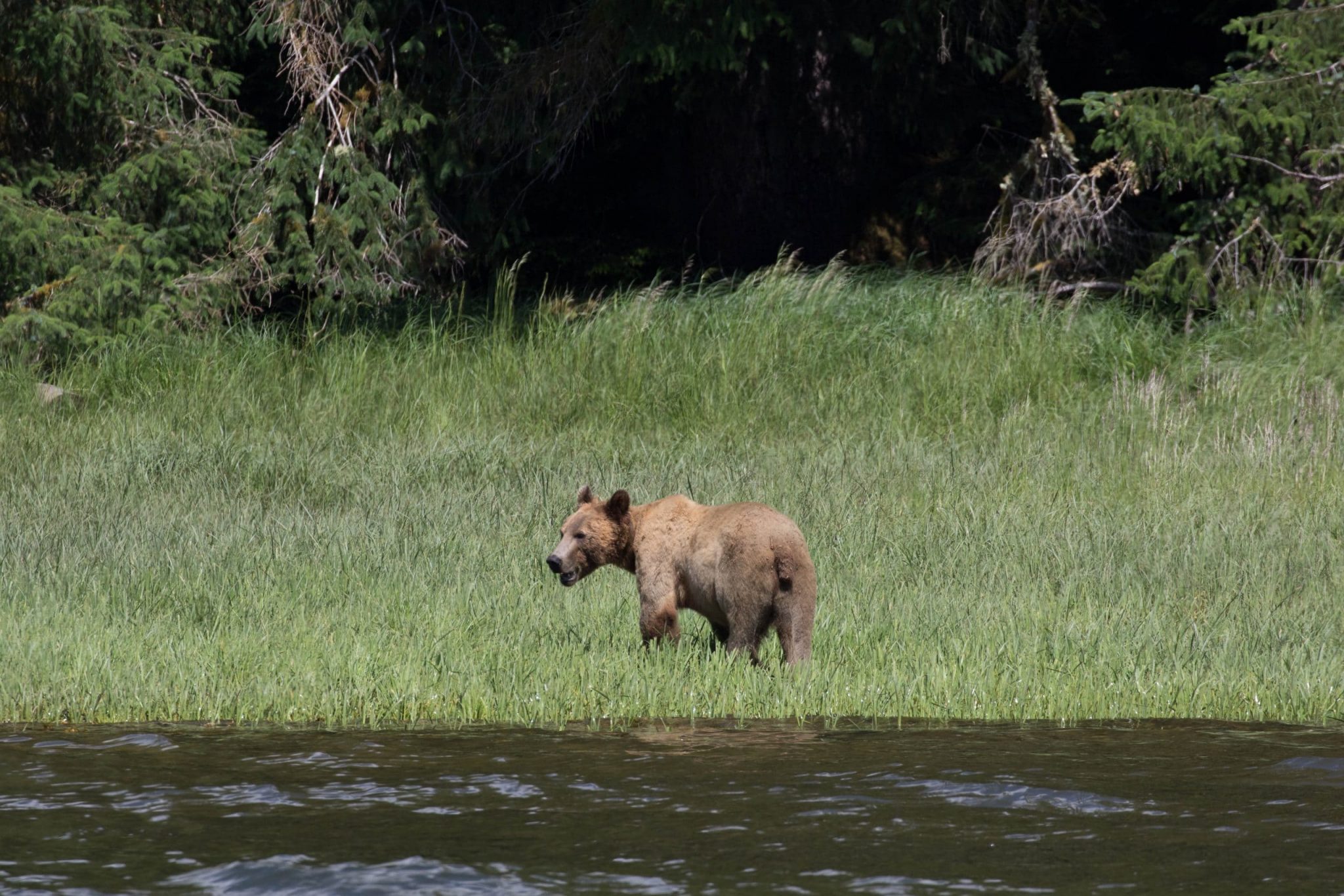 4 Hour Coastal Adventure 1 Discovery West Adventures, Whale Watching Campbell River, Bc, Brown'S Bay Resort, Grizzly Bear