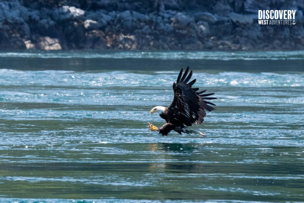 Bald Eagle Catching a Fish. Eagle Show at Jimmy Judd