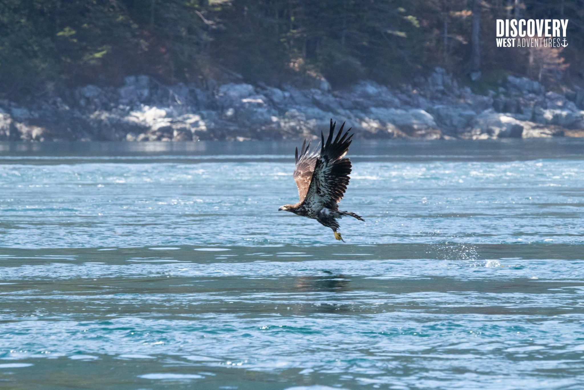 Eagle Adventure 1 Bald Eagle Catching A Fish, Campbell River. Eagle Show At Jimmy Judd