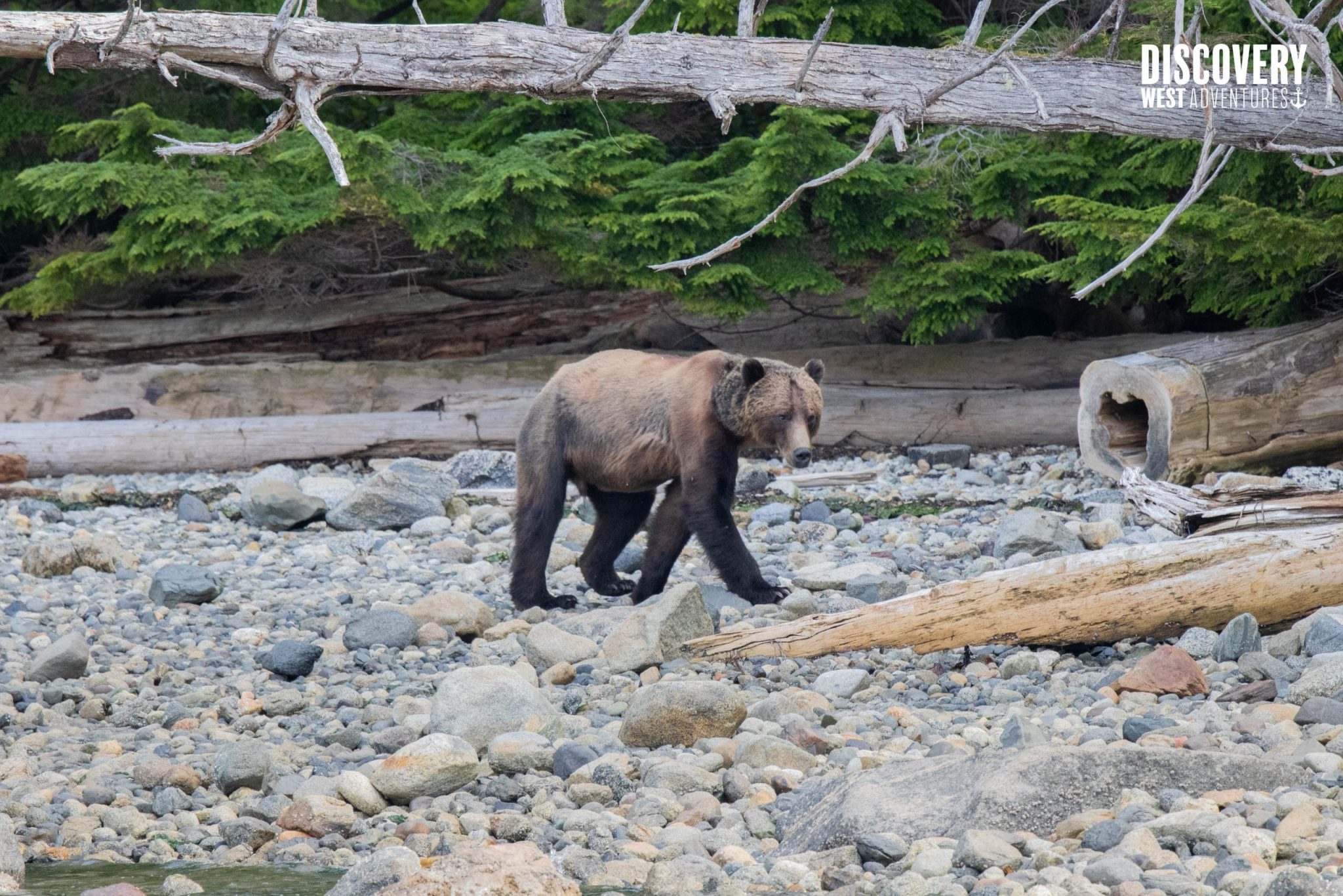 Grizzly Bear On A Beach In Campbell River, British Columbia