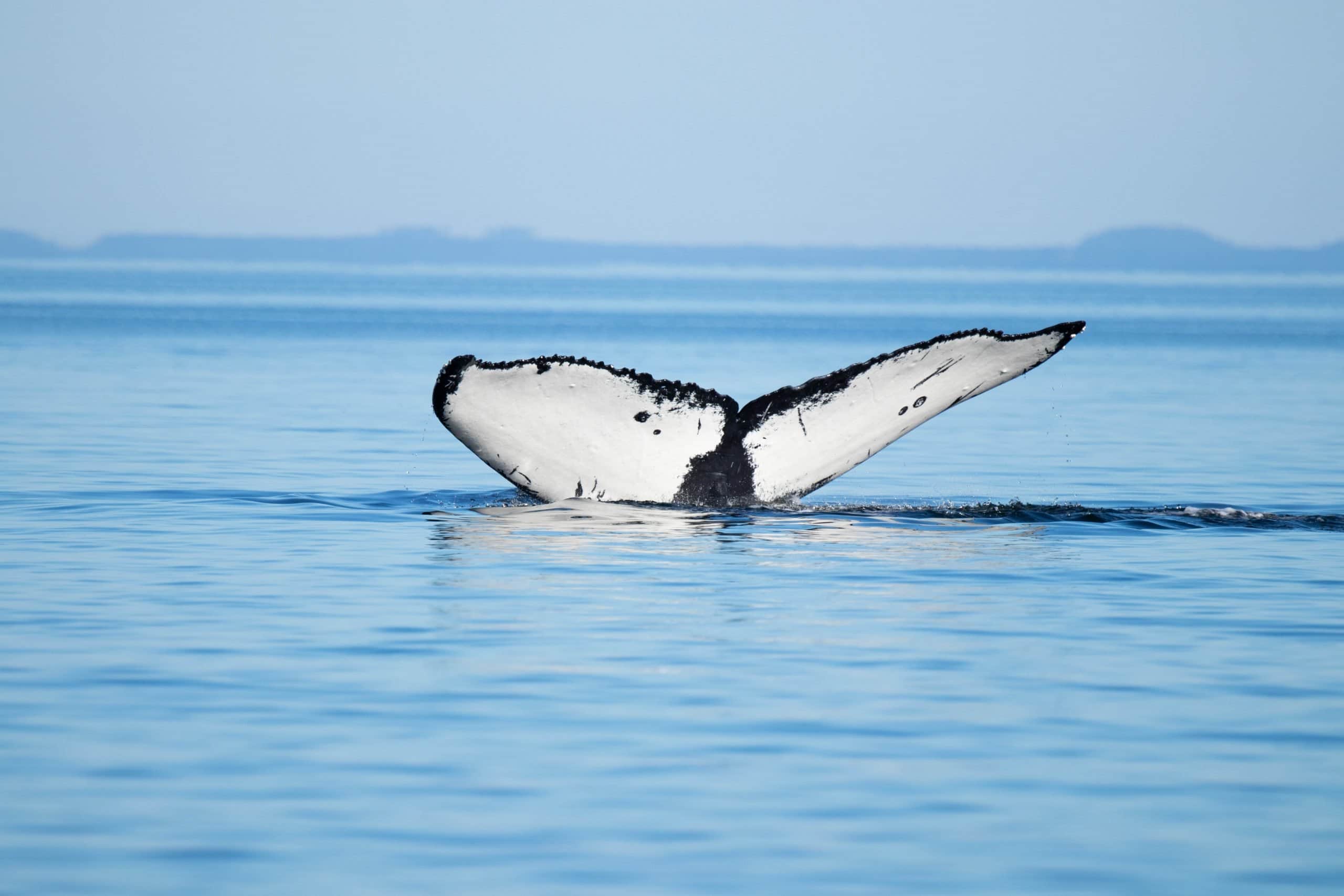 4 Hour Coastal Adventure 2 Humpback Tail, Whale Watching Campbell River