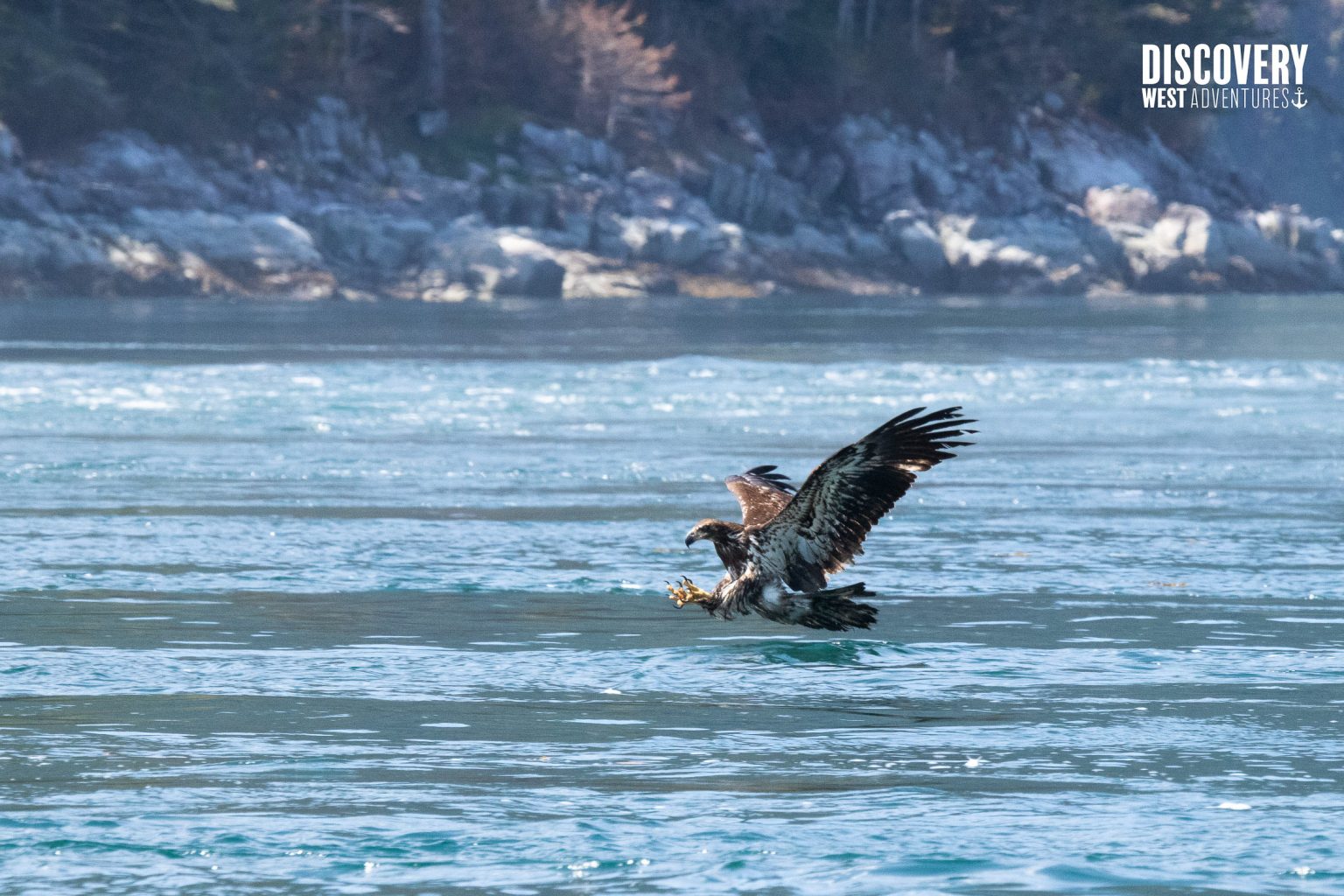 Bald Eagle During A Whale And Wildlife Tour In Campbell River