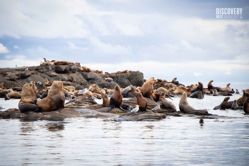Eagle Adventure 5 Sea Lions On A Coastal Adventure Whale Watching And Wildlife Tour In Campbell River