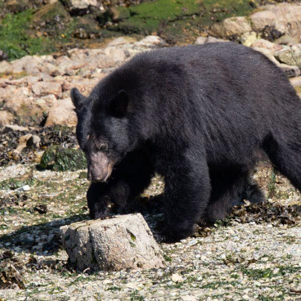 Black Bear On A Whale And Wildlife Tour In Campbell River