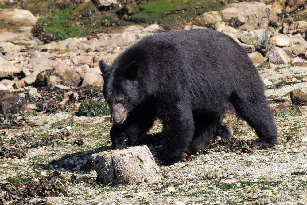 Freediving Retreat 5 Black Bear On A Whale And Wildlife Tour In Campbell River