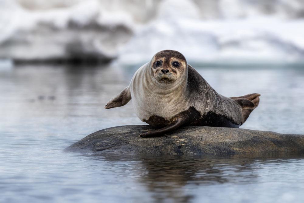 Harbour Seal On A Whale Watching Tour In Campbell River