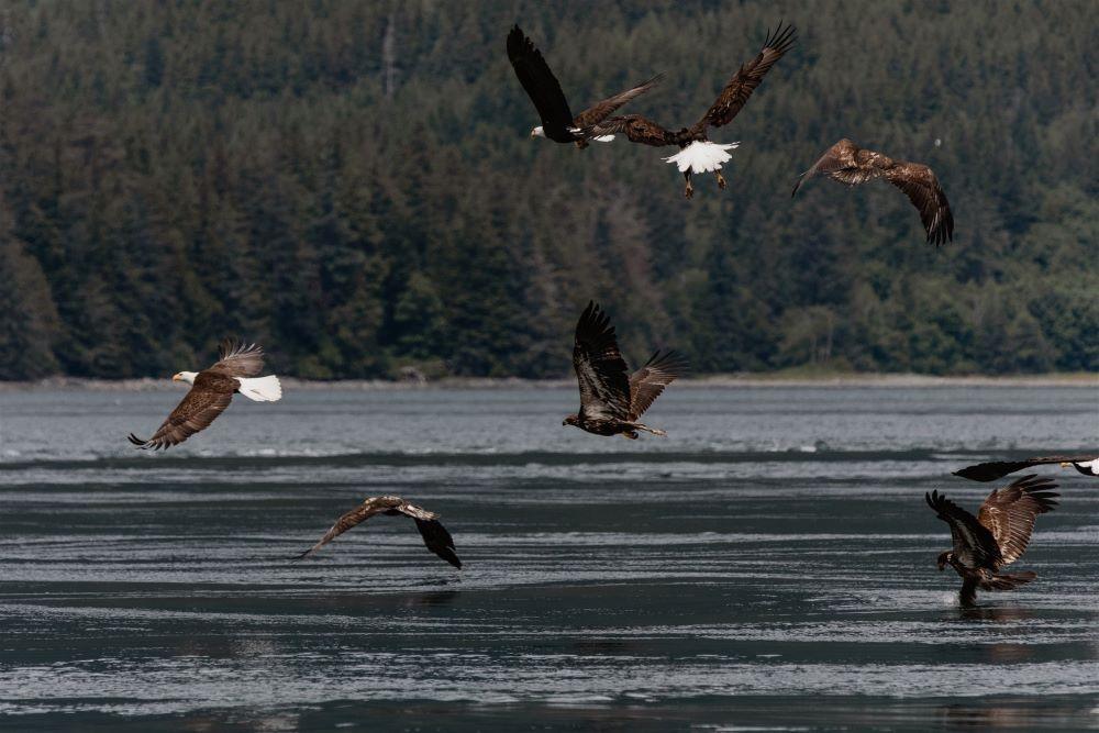 Bald Eagles During An Eagle Show Adventure At Jimmy Judd Island, Campbell River