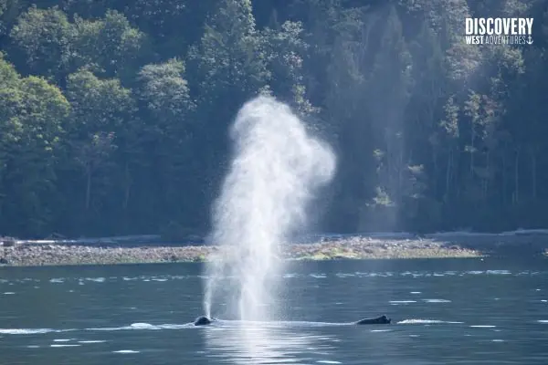 What'S It Like To Go Whale Watching In Campbell River? 1 A Humpback Blow, During A Campbell River Whale Watching Tour