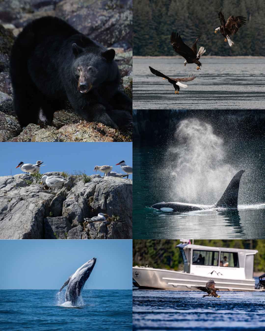Whale-Watching-Campbell-River-Wildlife Of The Pacific Northwest