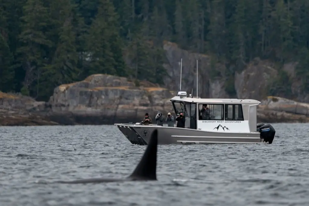 Book Your Campbell River Whale Watching Tour Discovery West